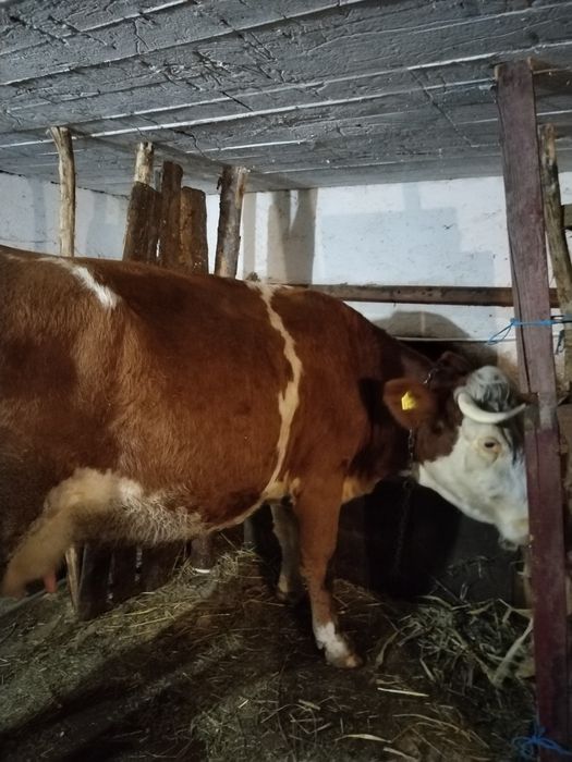 Vănd 2 vaci gestante de a fata