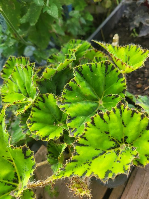 Продам цветок бегонию