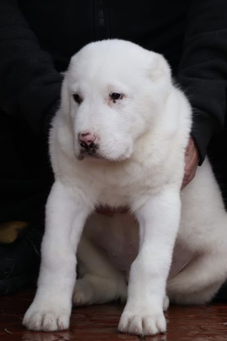 Щенки САО Алабая