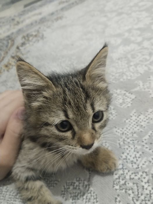 3 dona pishik, 1 dan olsa boladi Hadiya!!!