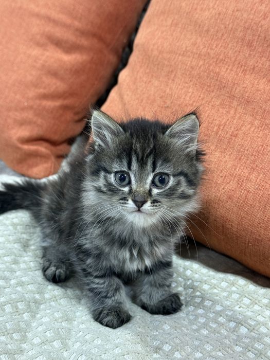 Отдам котят в добрые руки