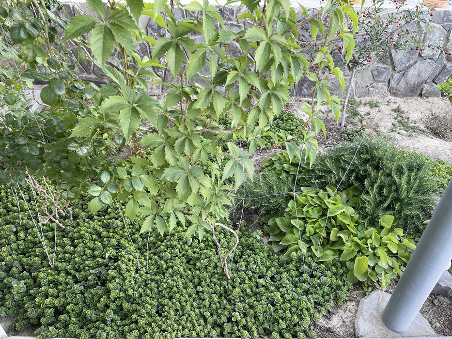 Продается красивая газоная трава