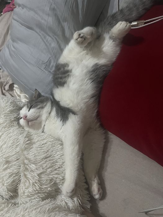 Срочно Отдам даром в добрые заботоивые руки.