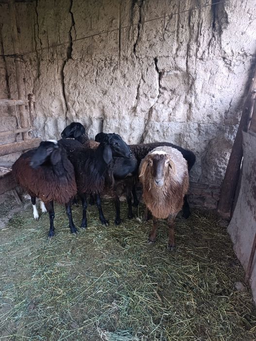 Бугоз Куйлар сотилади тухлилар