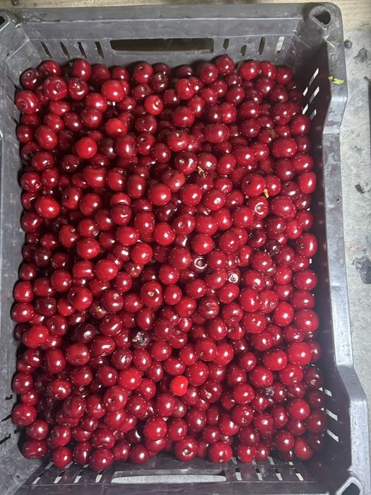 Вишня олча (qora gilos) замороженная