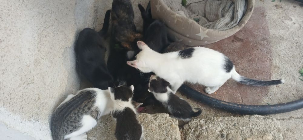 Donez pui de pisica