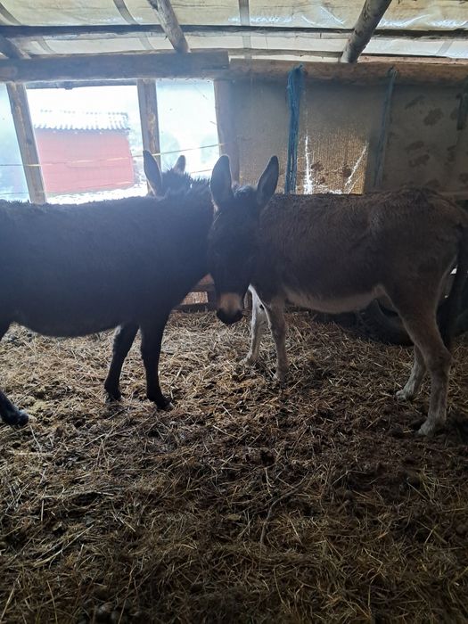 Vând 65 capre gestante și 2 măgărițe gestante