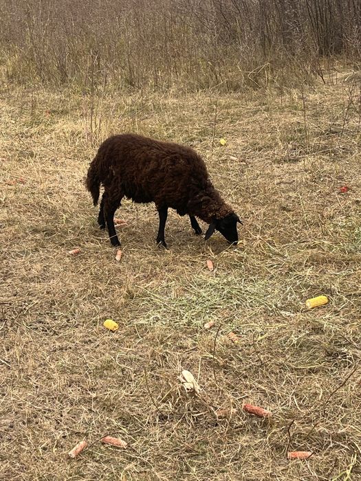 Vand berbc carabas de 4 ani si 2 miele de anul acesta cele negre sau schimb cu oi asau alte animale