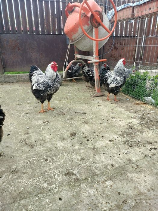 Cocoși/găini/pui wiandotte argintiu