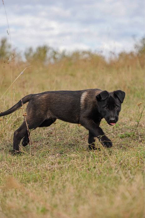 Mascul Belgian Malinois