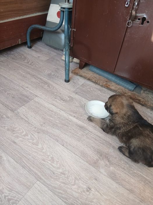 Щенята в добрые руки