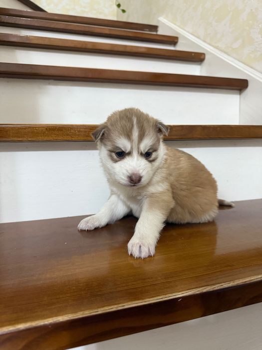 Щенки Хаски на бронь только девочки