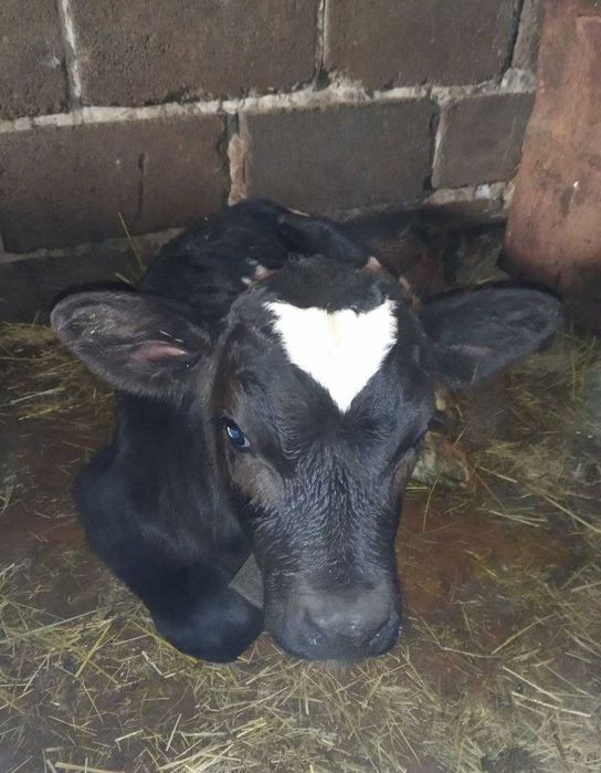 Продажа молочную корову