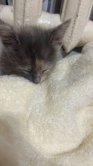 Метиска әдемі марғау