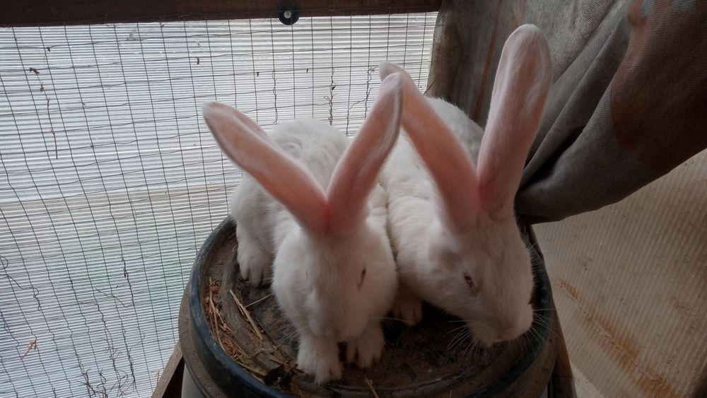 Vînd iepuri uriaș german