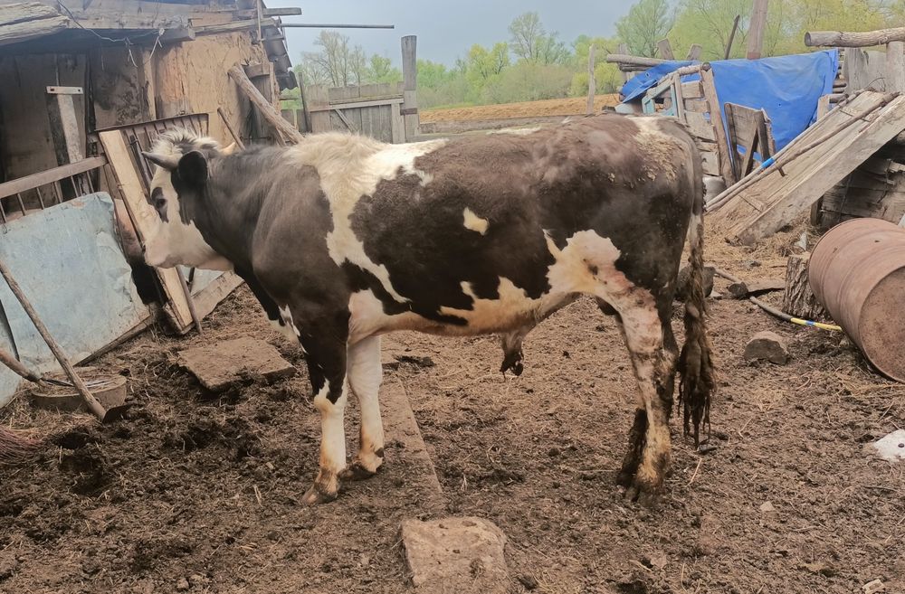 Продам двух быков, на откорме стоят