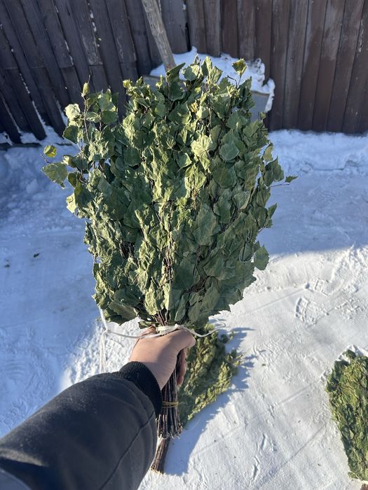 Банные березовые веники