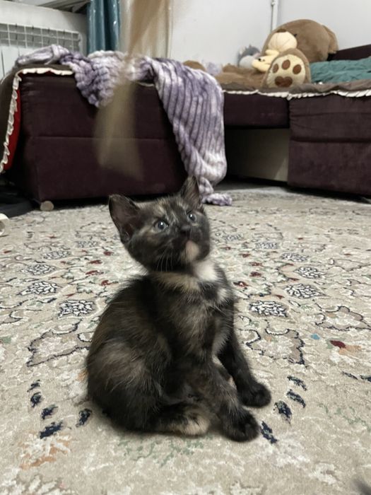 Котенки бесплатно