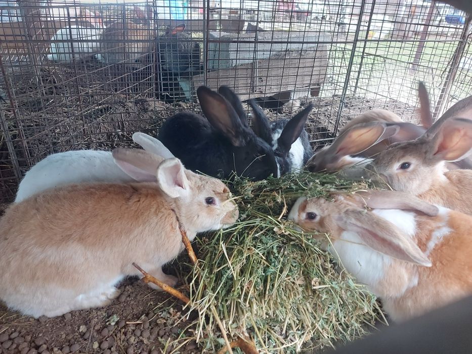 Iepuroi,  8 luni , 100 lei/buc