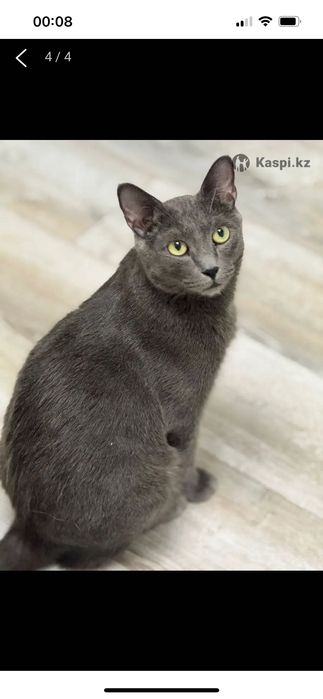 Шикарный кот Марсель!