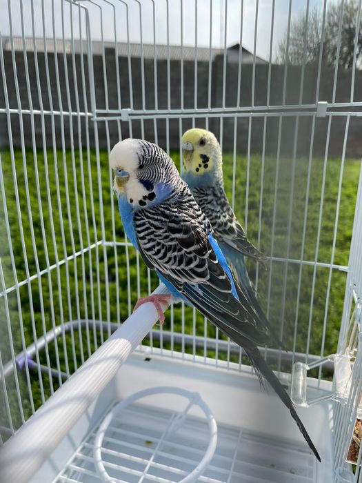 Попугай комплект