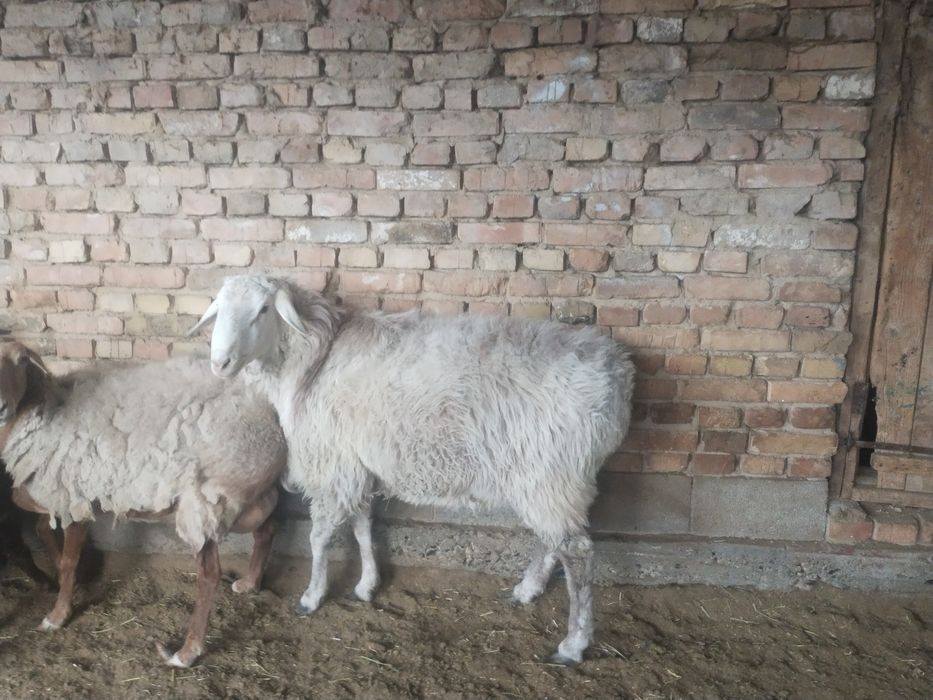 Қошқар сатылады семыз