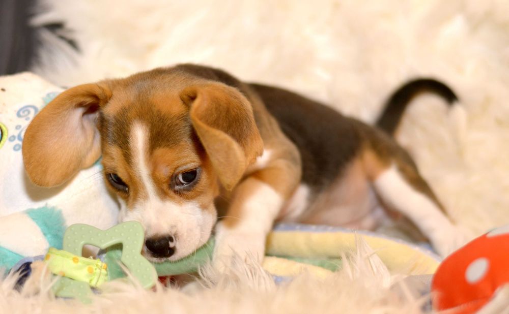 Pui Beagle tricolor din parinti cu pedigree
