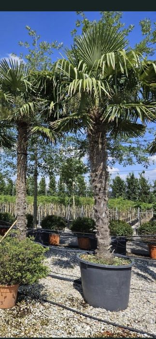 Palmier tranchicapus, care rezista la temperaturi scăzute