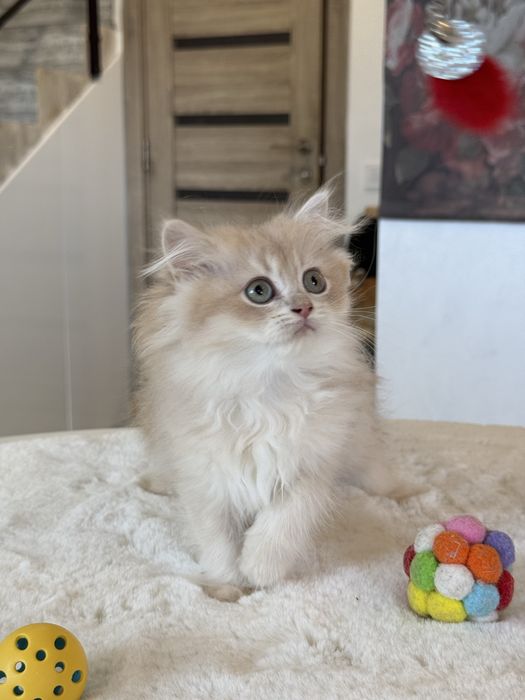 British Longhair