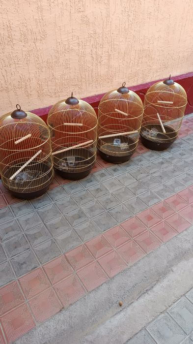 Попугай волнистые