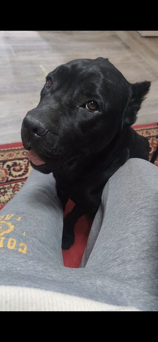 Щенки Кане Корсо