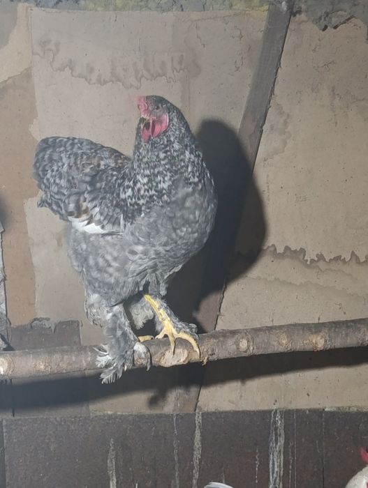 На продажу петушки молодые