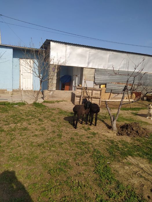 Қозылар декабрьский 2бас 170мың