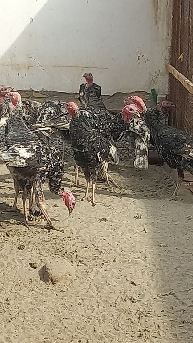 Индюк сотилади 500 000 минг сом пули галишилади домашний