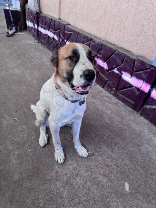 Алабай девочка ищет дом