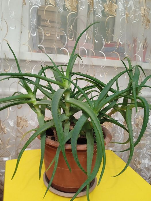 Продам алое,четыре  года .