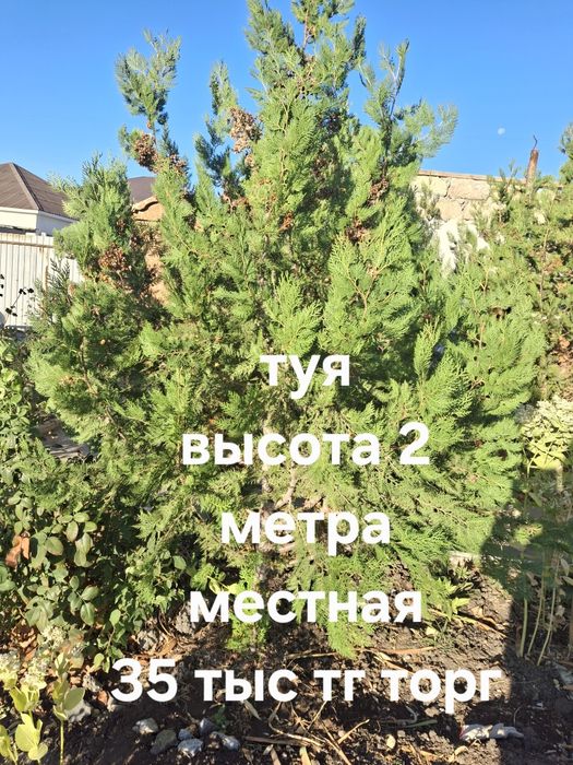 Туя вечно зелёное хвойные дерево