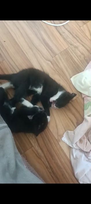 Дарю котенка и кошечку