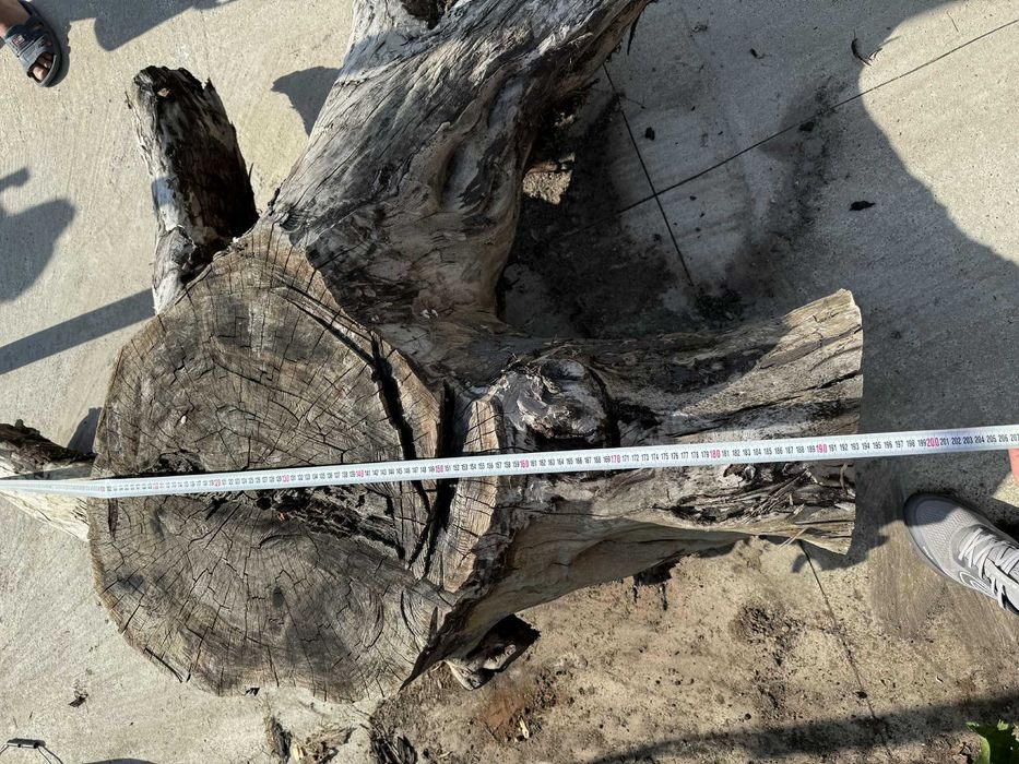 Корен от орехово дърво