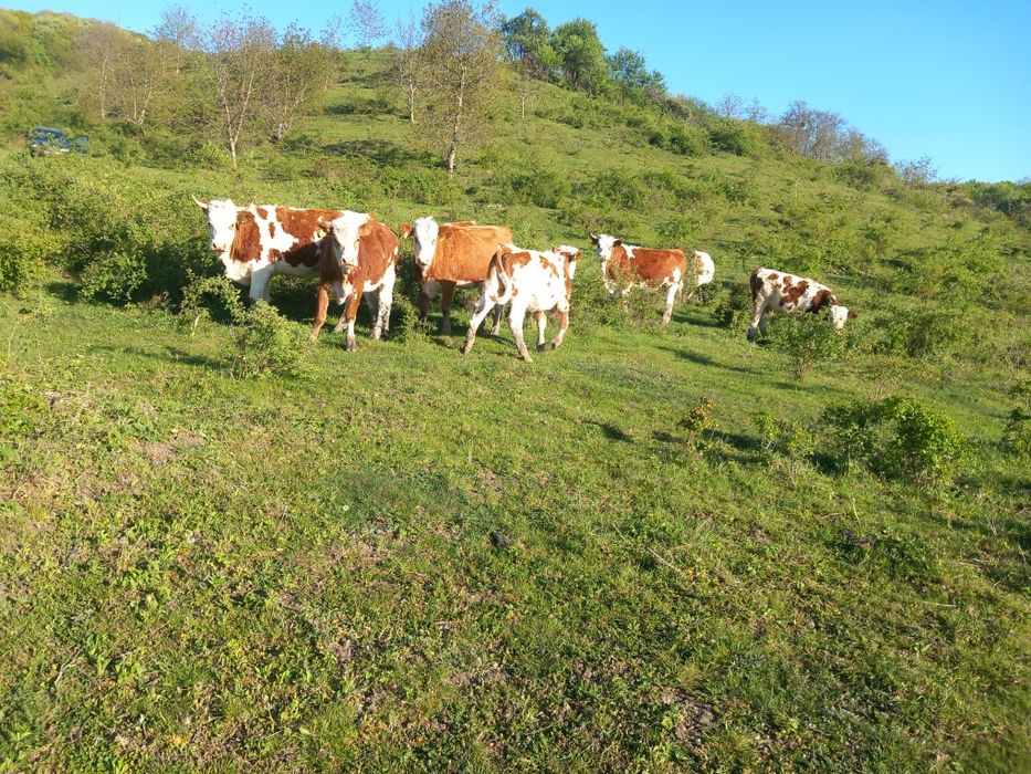 Văcuțe juninci de vânzare