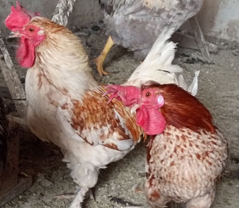 Cocoși americani
