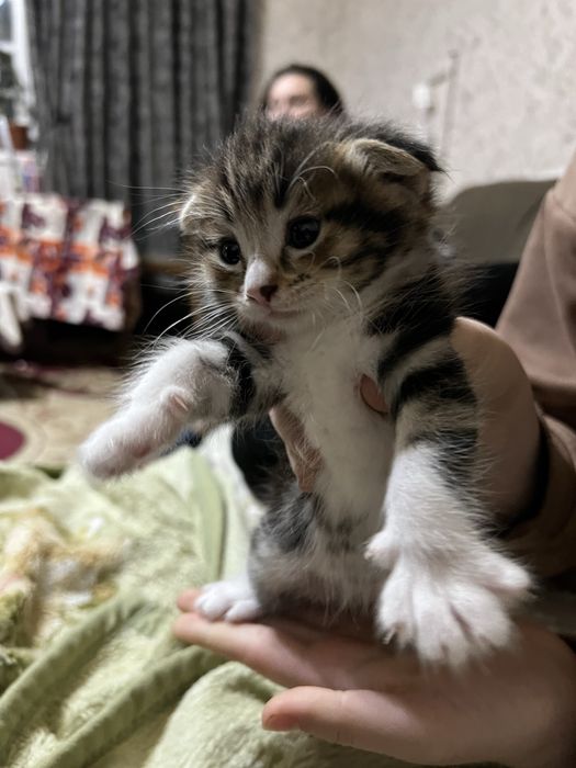 Продается Вислоухохий скотиш фолд