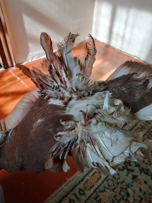 Голуби .капканы.гладкие