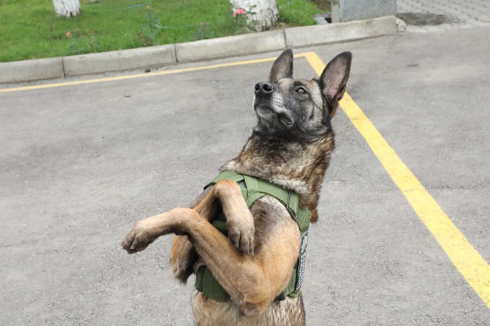 Дрессировка Собак. Не дорого. Кинологический Центр