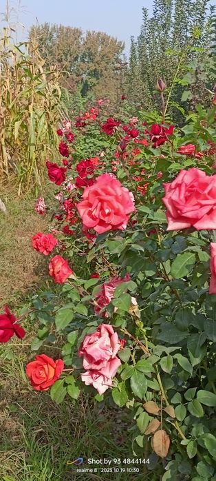 Штамповый атиргуллар дехкончилик