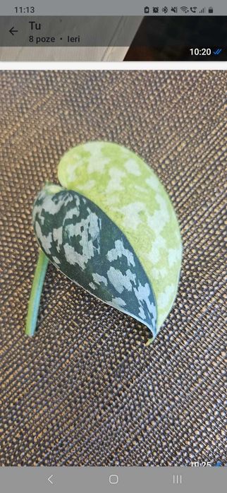 Raritate Scindapsus Maharlika