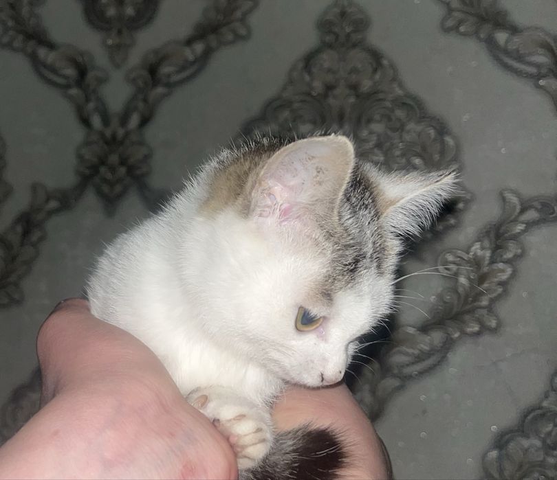 Отдам котенка девочка