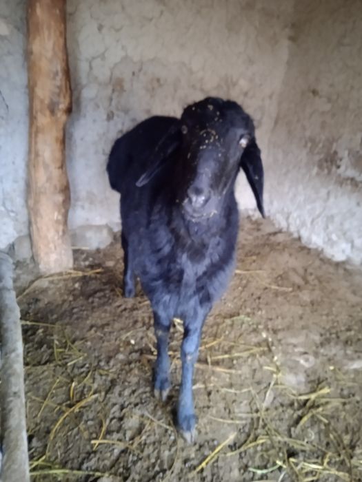 Кочкорлар сотилади!!!