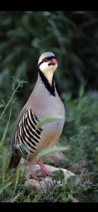 Кеклики.Алматы.Отправка