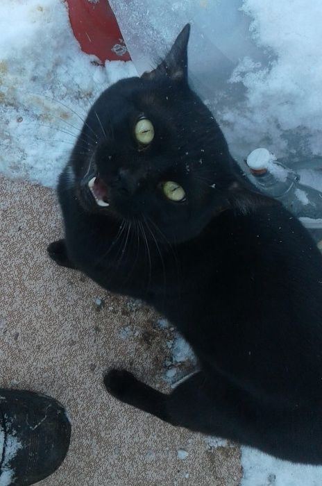 Бенгал-меланист на вязку.